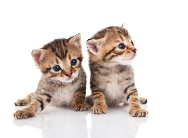 Two tabby kittens Royalty Free Stock Photos