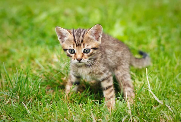 Tabby anak kucing — Stok Foto