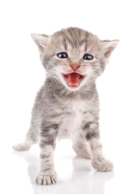 Gri kedi ağlıyor