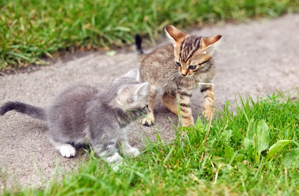 Two kittens  playing — Stock Photo, Image