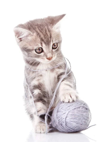 Güzel gri kedicik — Stok fotoğraf