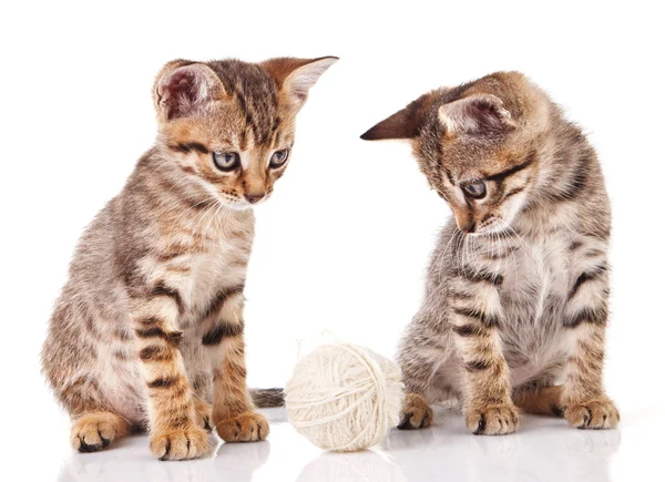 平織りの子猫 — ストック写真