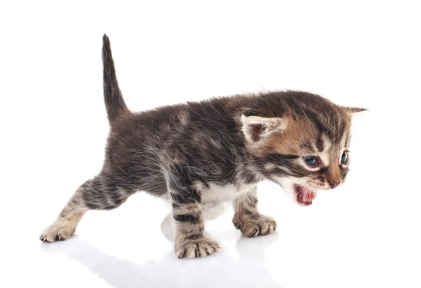 Gatinho bonito tabby — Fotografia de Stock