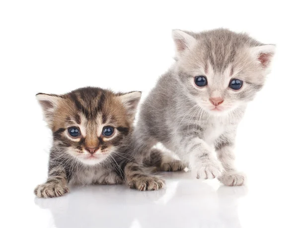 Two kittens — Stock Photo, Image