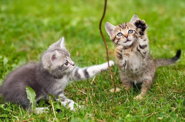 Deux chatons jouant — Photo