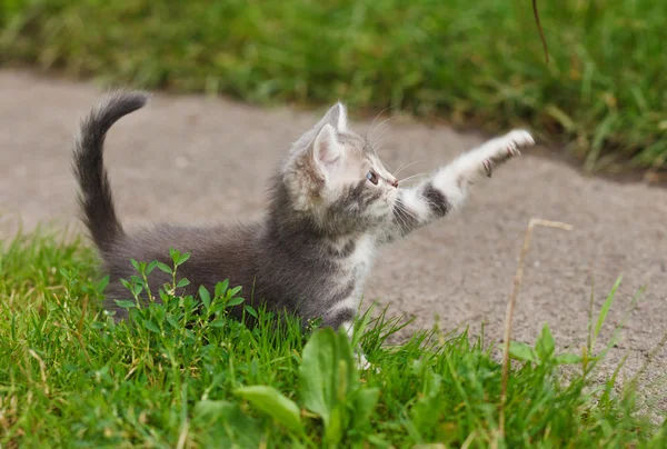 Lekfull grå kattunge — Stockfoto