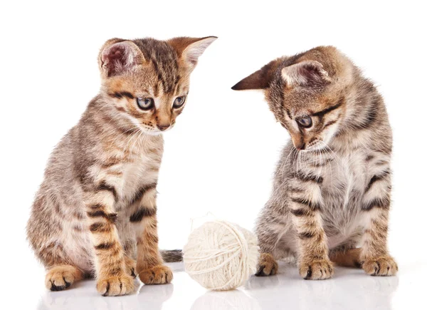 美しい平織り子猫 — ストック写真