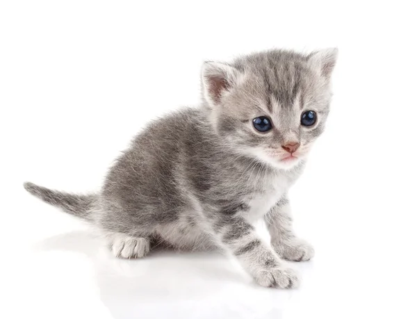 Gatinho bonito tabby — Fotografia de Stock