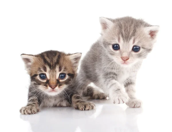 Beautiful tabby kittens — Stock Photo, Image