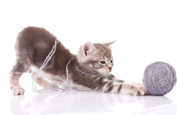 Tabby kattunge med en boll — Stockfoto