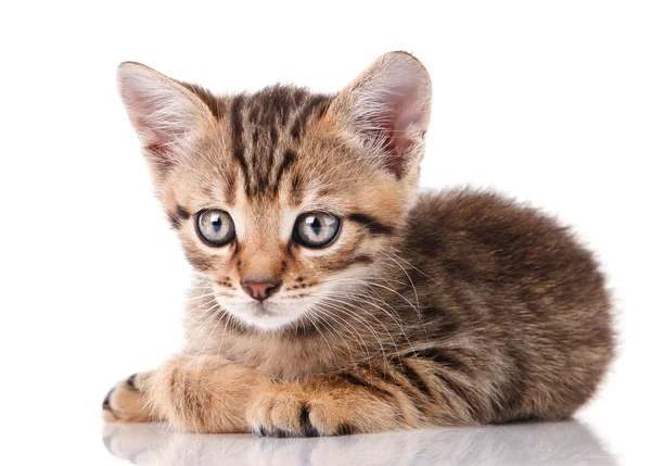 Şirin tabby yavru kedi — Stok fotoğraf