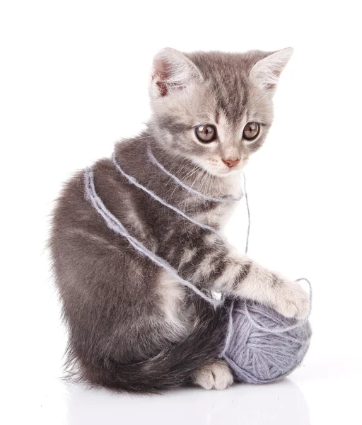 Tabby kattunge med en boll — Stockfoto