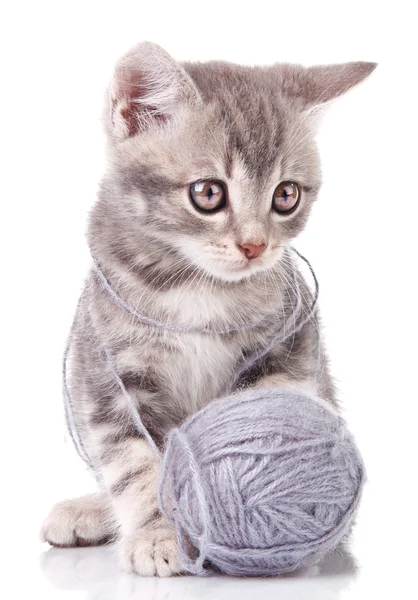 Tříbarevné kotě s míčem — Stock fotografie
