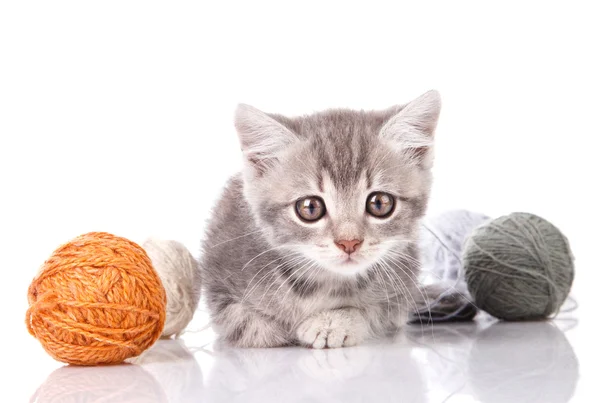 Grijze kitten met ballen — Stockfoto