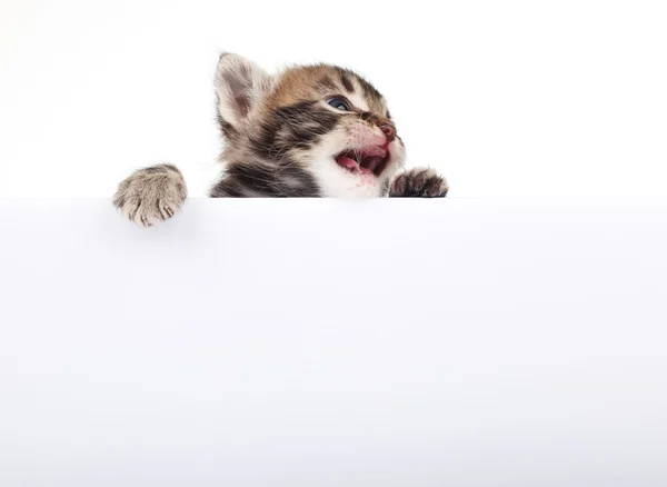 Gatinho atrás de tabuleta branca — Fotografia de Stock