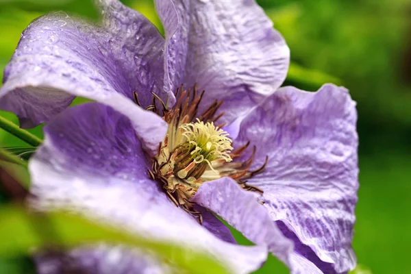 Bela flor clematis — Fotografia de Stock