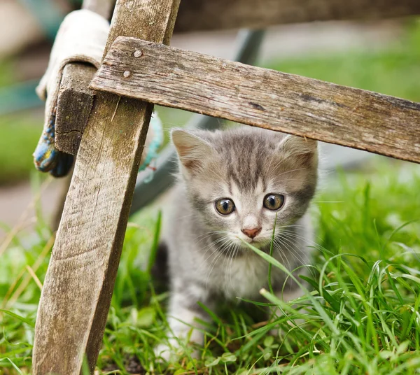 Littele kedi bahçesinde — Stok fotoğraf