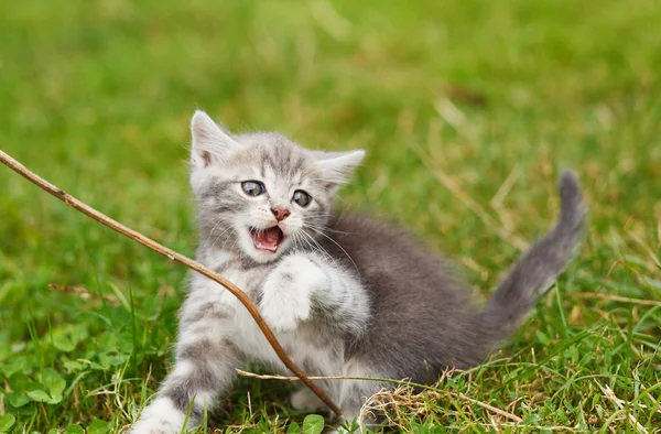 Lekfull grå kattunge — Stockfoto