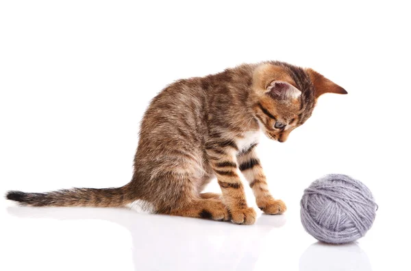 Randig kattunge med grå boll — Stockfoto