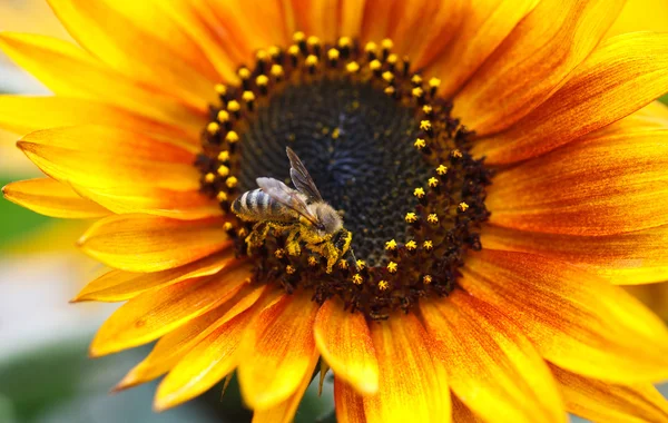 Sonnenblume mit Biene — Stockfoto