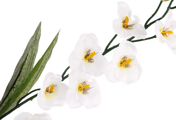 White artifical orchids — Stock Photo, Image