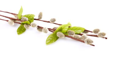 Willow kedilerle dalları ve yaprakları