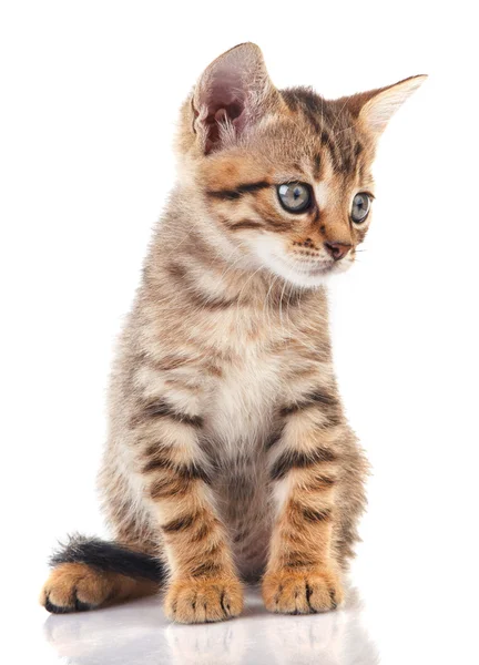 Tříbarevné kotě sedící — Stock fotografie