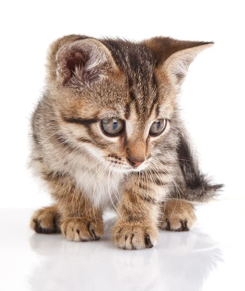 ลูกแมวทับบี้ที่น่ารัก — ภาพถ่ายสต็อก