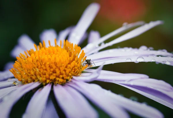 Beautiful purple daisy — Stock Photo, Image