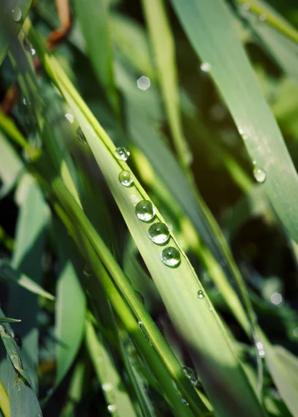 Droplets on green grass — Stock Photo, Image