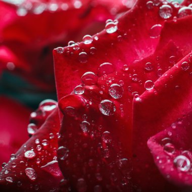 Rose çiy damlaları
