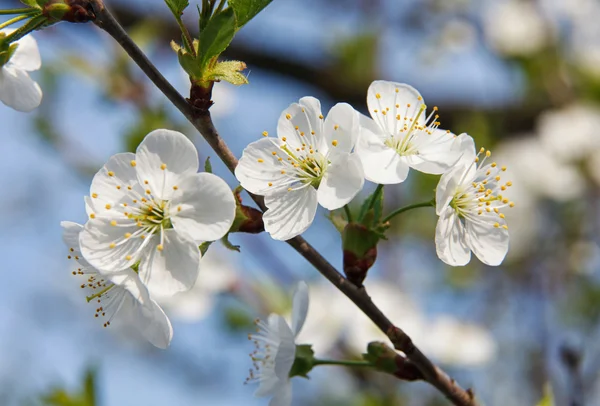 Cherry Blossom close up — Stock Photo, Image