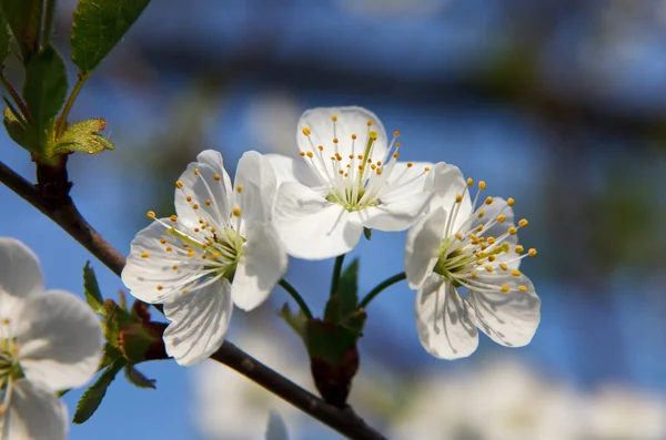 Flor de cerejeira perto — Fotografia de Stock