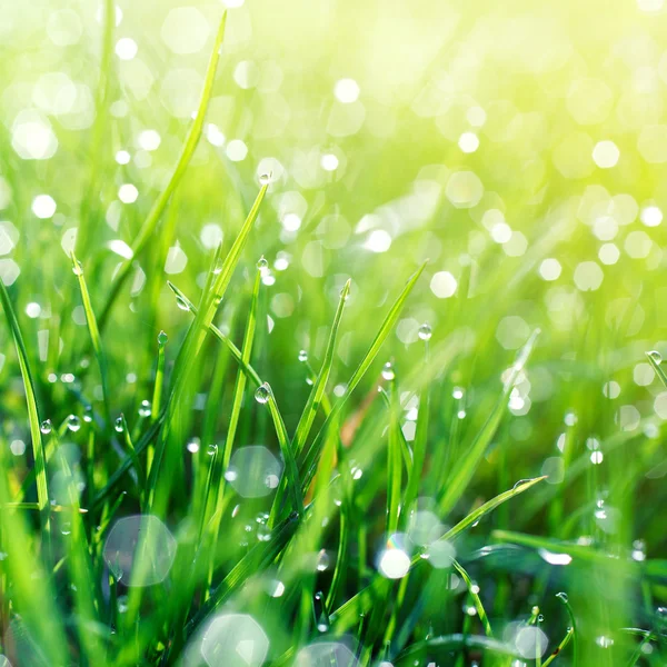 Wassertropfen auf Gras — Stockfoto
