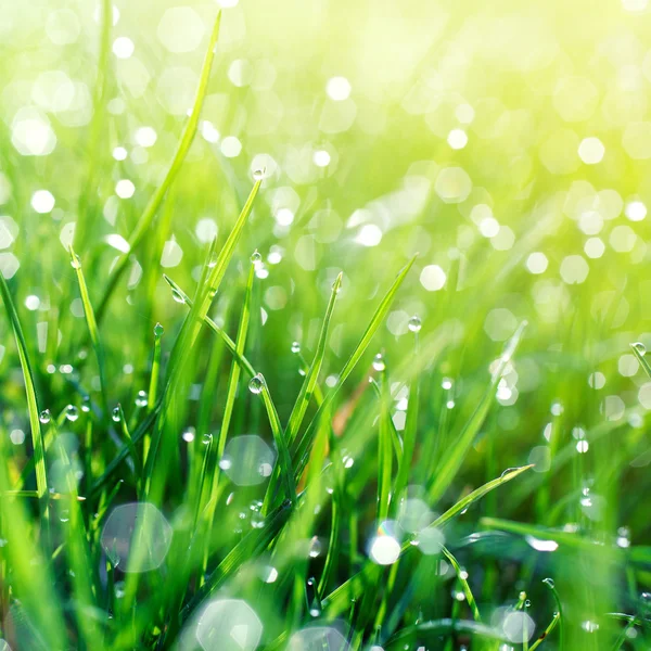 Waterdruppels op gras — Stockfoto