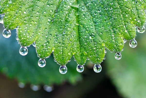 Druppels op groen blad — Stockfoto