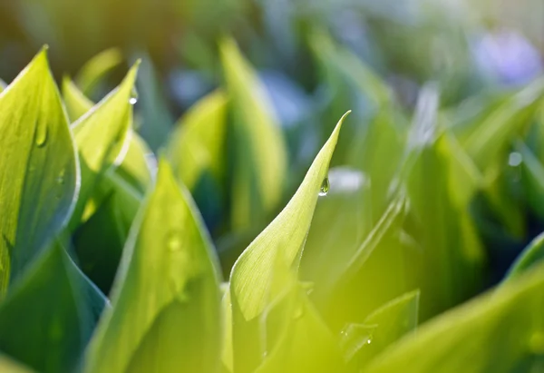 Druppels op groene bladeren — Stockfoto