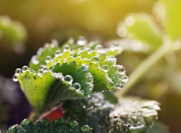 Gotas en hojas verdes —  Fotos de Stock