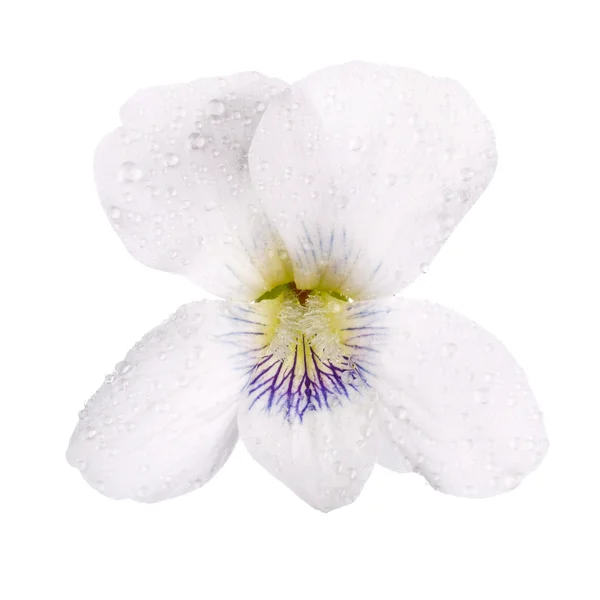 White pansy with dew drops — Stock Photo, Image