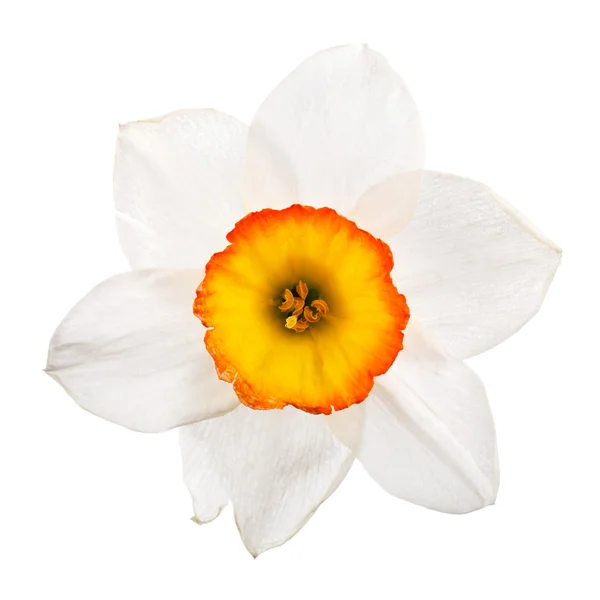 Single daffodil on white — Stock Photo, Image