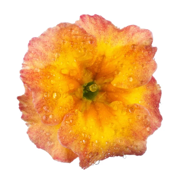 Fiore Primula con gocce di rugiada — Foto Stock