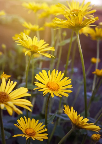 Yellow daisy flowers — Stock Photo, Image