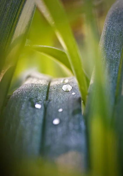 Picături pe iarbă verde — Fotografie, imagine de stoc