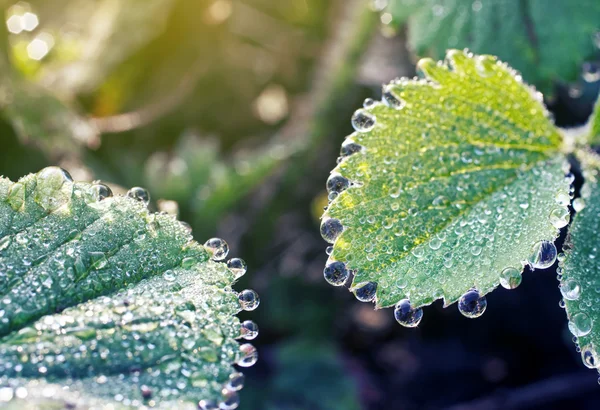 Gotas em folhas verdes — Fotografia de Stock