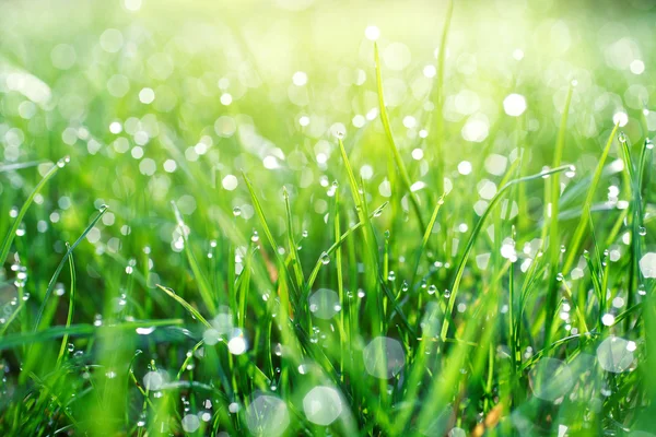 Gotas de agua sobre hierba — Foto de Stock