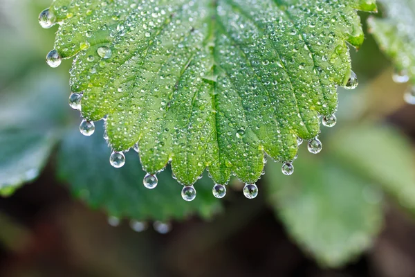 Druppels op groen blad — Stockfoto