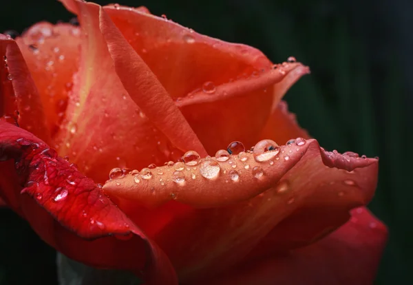 Rosa roja con gotas de rocío —  Fotos de Stock