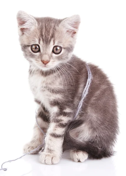 Beautiful gray kitten — Stock Photo, Image
