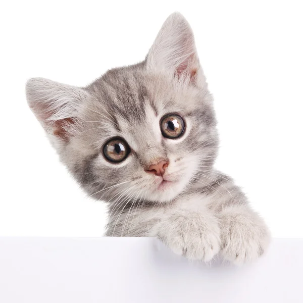 Серый кот с белой доской — стоковое фото