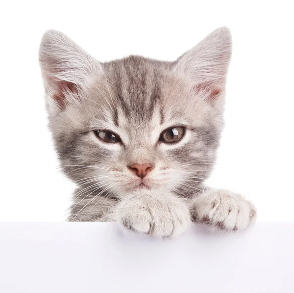 Szary kot z biały deska — Zdjęcie stockowe